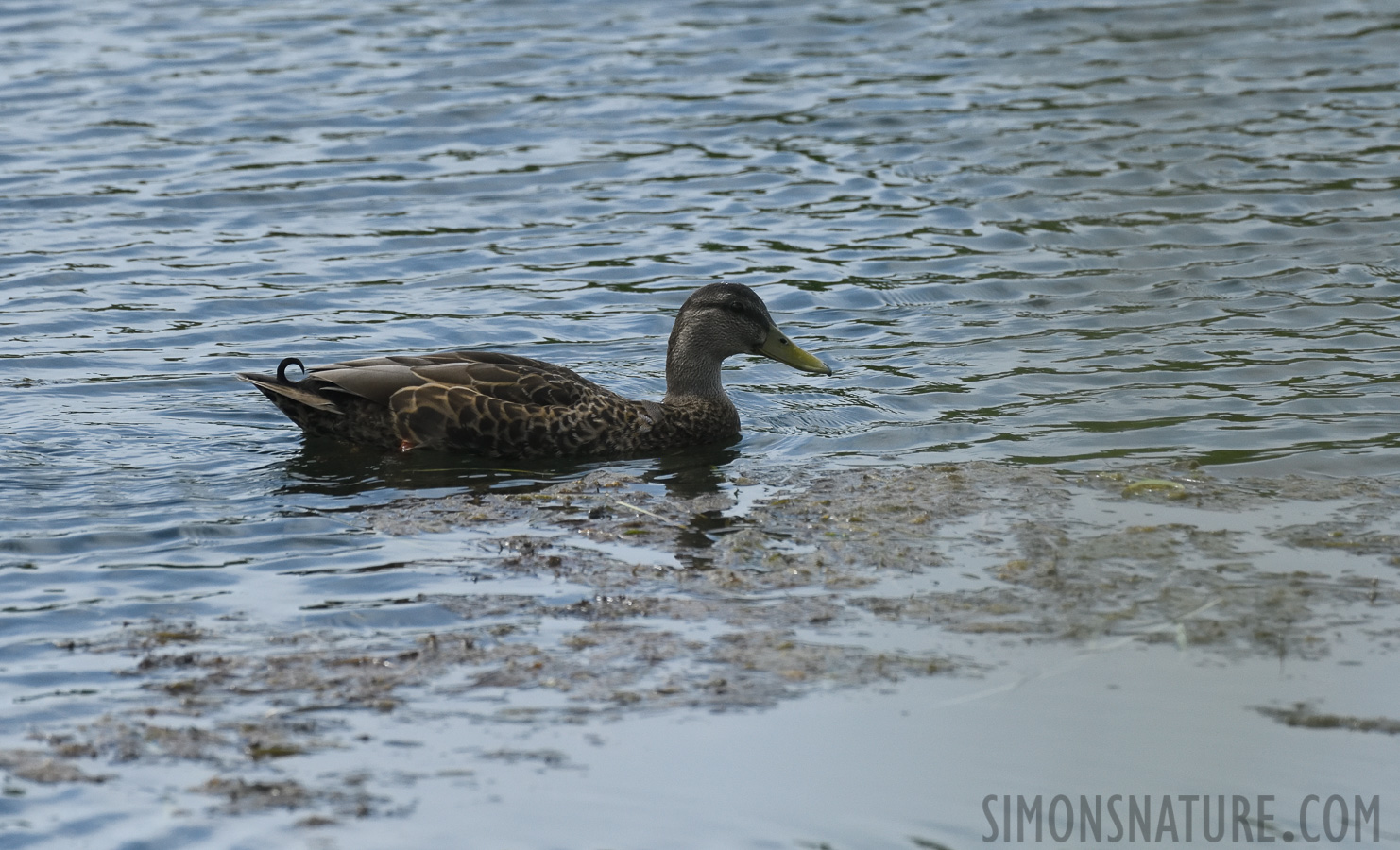 Anas rubripes [400 mm, 1/5000 sec at f / 7.1, ISO 1600]